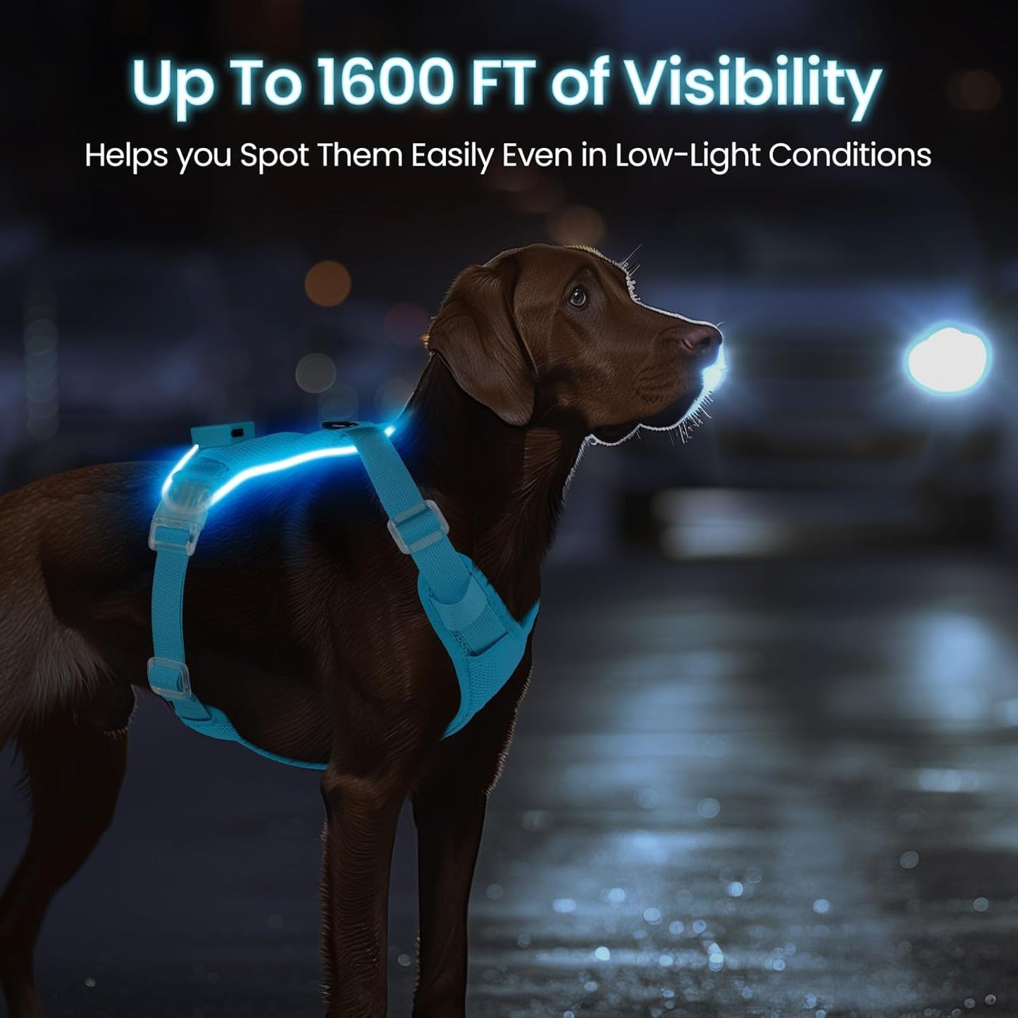 LED Dog Harness
